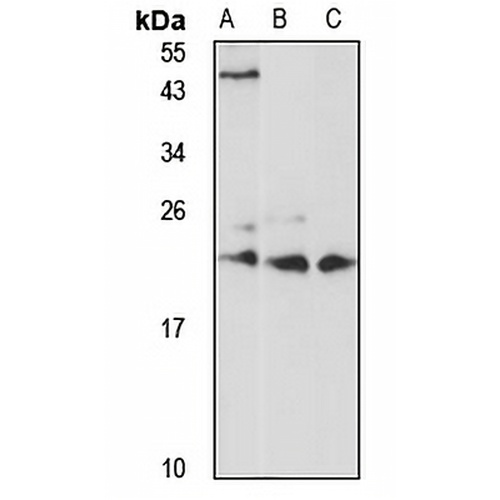 RAB1A Rabbit Polyclonal Antibody