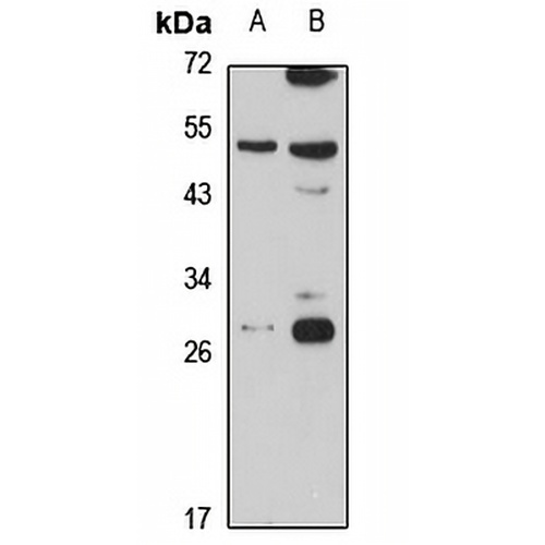 RAB34 Rabbit Polyclonal Antibody