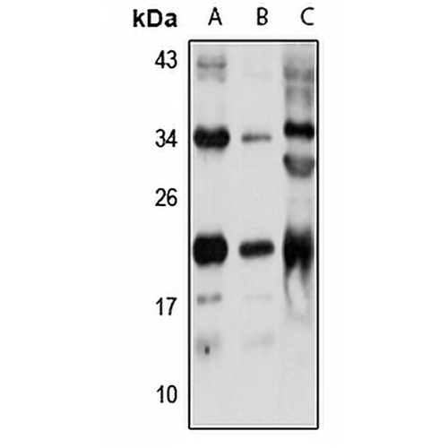 RAB9A Rabbit Polyclonal Antibody