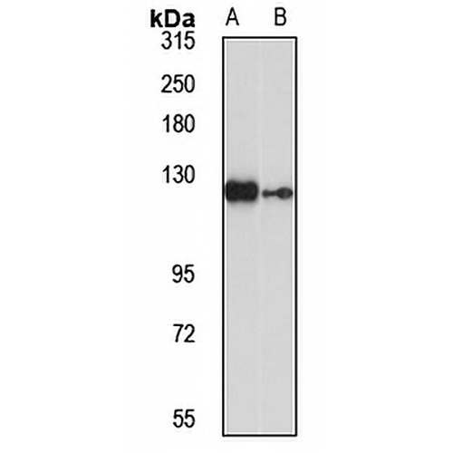 RABGAP1 Rabbit Polyclonal Antibody