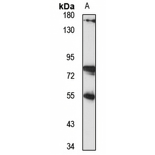 RABGGTA Rabbit Polyclonal Antibody