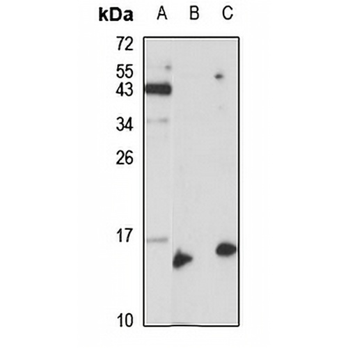 RABIF Rabbit Polyclonal Antibody