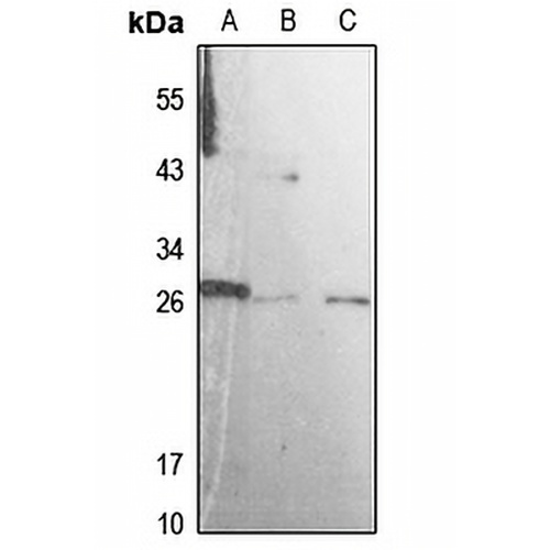 Rab L3 Rabbit Polyclonal Antibody