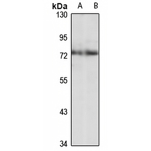 RANBP10 Rabbit Polyclonal Antibody