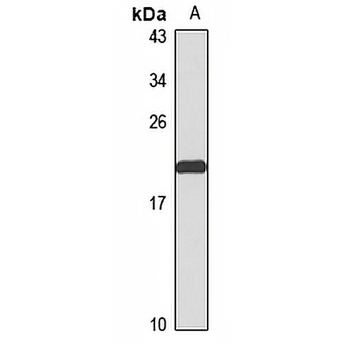 RAP1B Rabbit Polyclonal Antibody