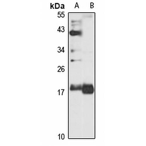 Rap 2a Rabbit Polyclonal Antibody