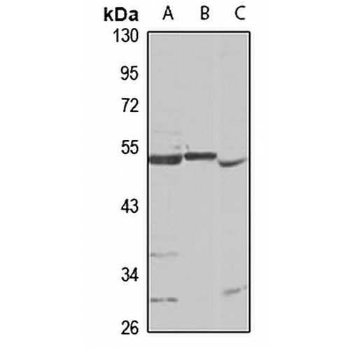 RAPsyn Rabbit Polyclonal Antibody
