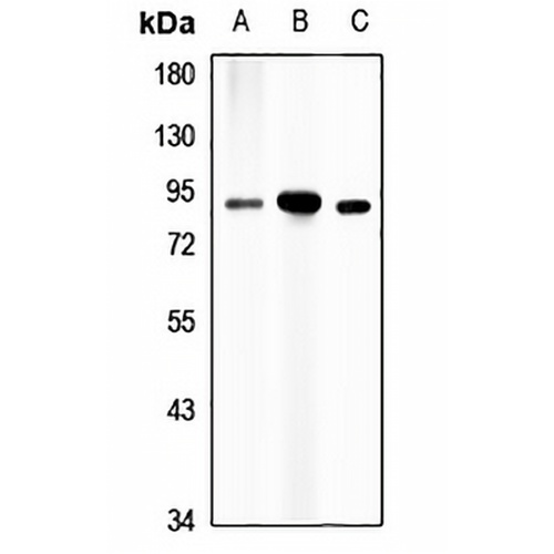 RASAL1 Rabbit Polyclonal Antibody