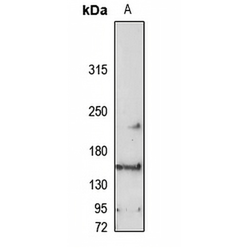RASAL2 Rabbit Polyclonal Antibody