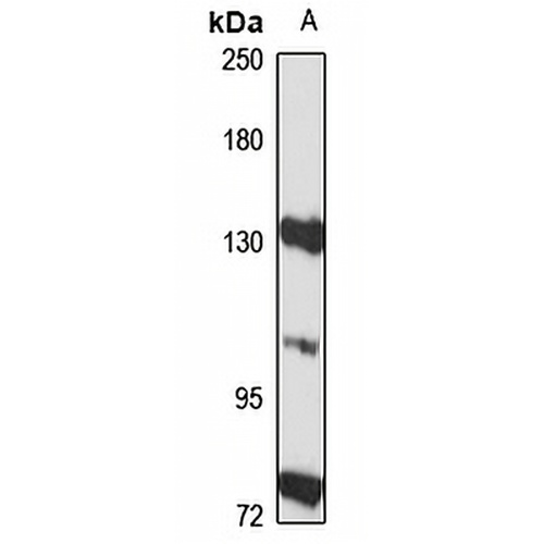 RBM19 Rabbit Polyclonal Antibody