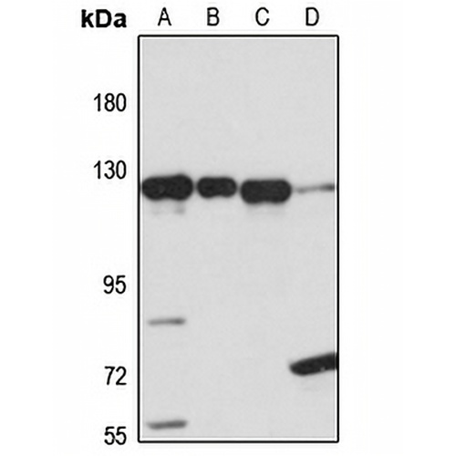 RBM25 Rabbit Polyclonal Antibody
