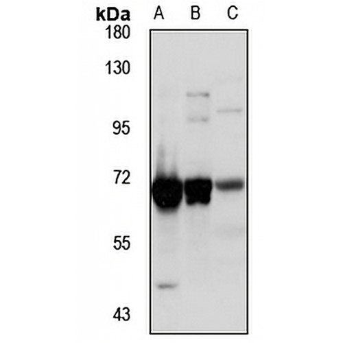 RBM39 Rabbit Polyclonal Antibody