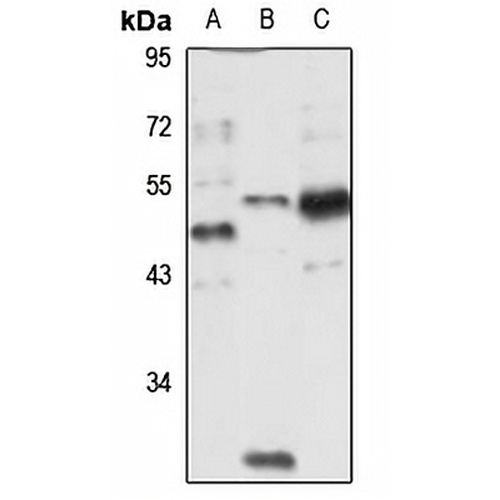 RBM4 Rabbit Polyclonal Antibody