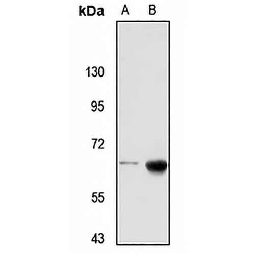 RBM46 Rabbit Polyclonal Antibody