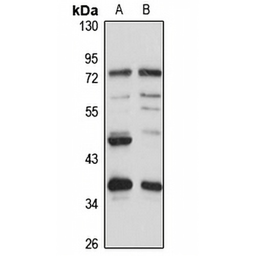 RBM4B Rabbit Polyclonal Antibody