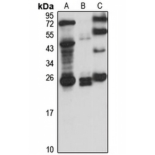 RBPMS Rabbit Polyclonal Antibody