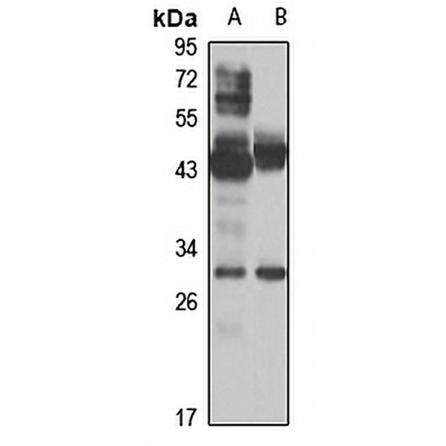 Pirh2 Rabbit Polyclonal Antibody
