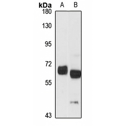 CoREST Rabbit Polyclonal Antibody