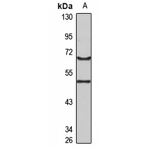 REC8 Rabbit Polyclonal Antibody