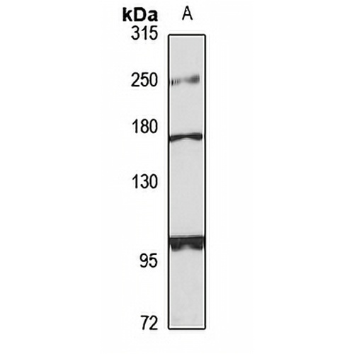 RERE Rabbit Polyclonal Antibody