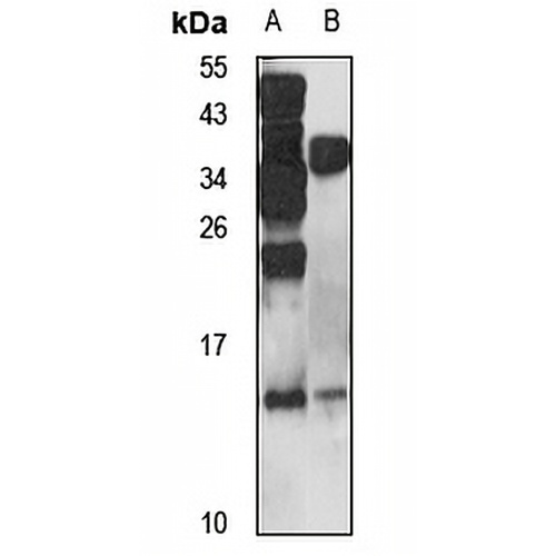 RELM beta Rabbit Polyclonal Antibody