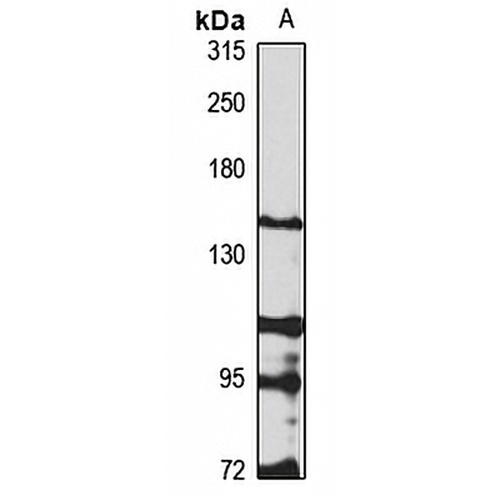 REV1 Rabbit Polyclonal Antibody