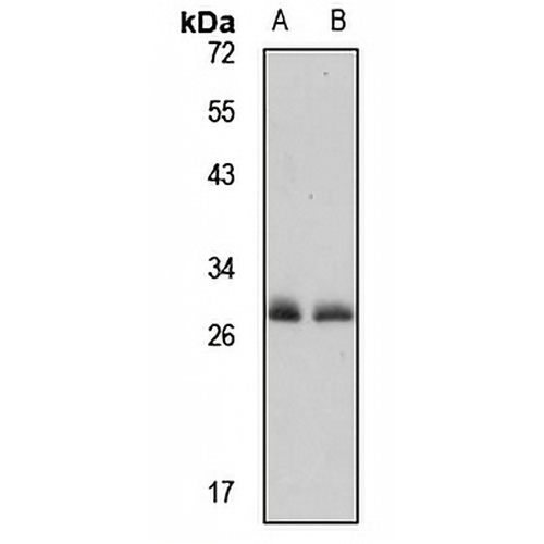 REXO2 Rabbit Polyclonal Antibody
