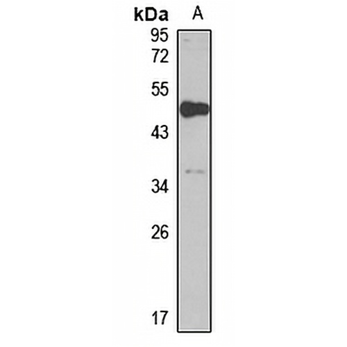 RFFL Rabbit Polyclonal Antibody