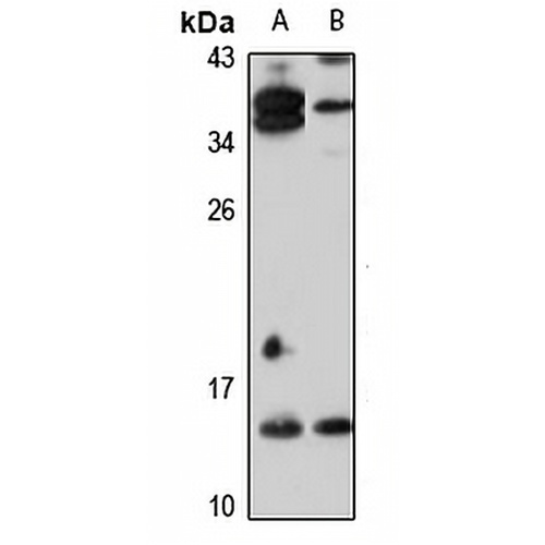 Riboflavin Kinase Rabbit Polyclonal Antibody