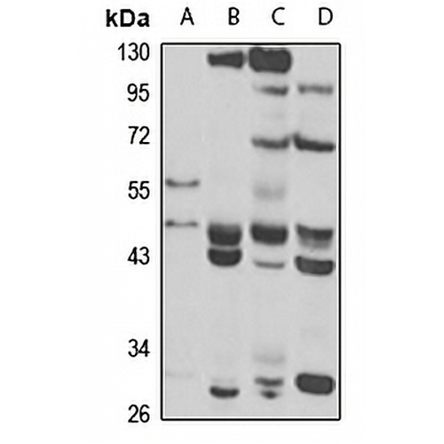 RFPL2 Rabbit Polyclonal Antibody