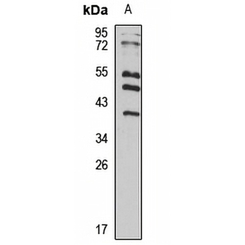 RFPL3 Rabbit Polyclonal Antibody