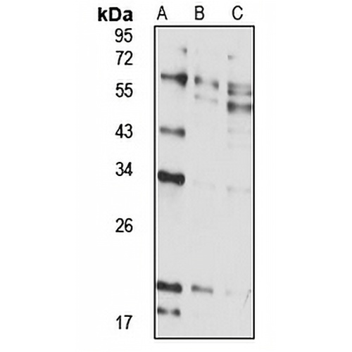 RFPL4A Rabbit Polyclonal Antibody