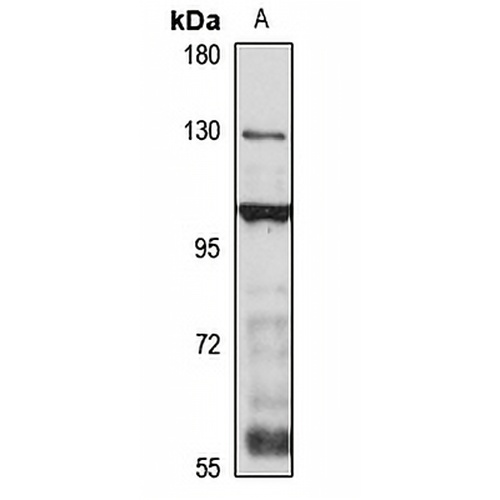 RFX1 Rabbit Polyclonal Antibody