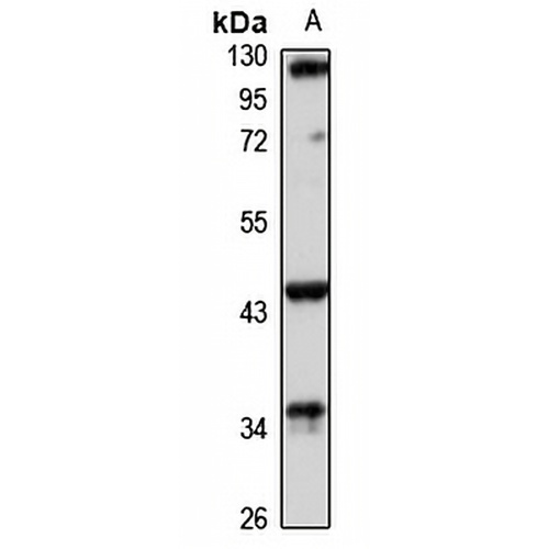 RGMA Rabbit Polyclonal Antibody