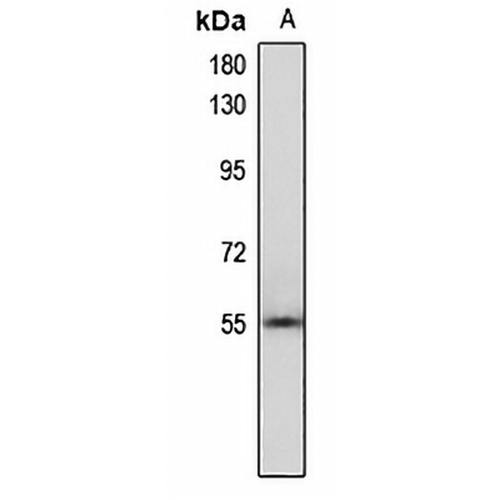 RGS3 Rabbit Polyclonal Antibody