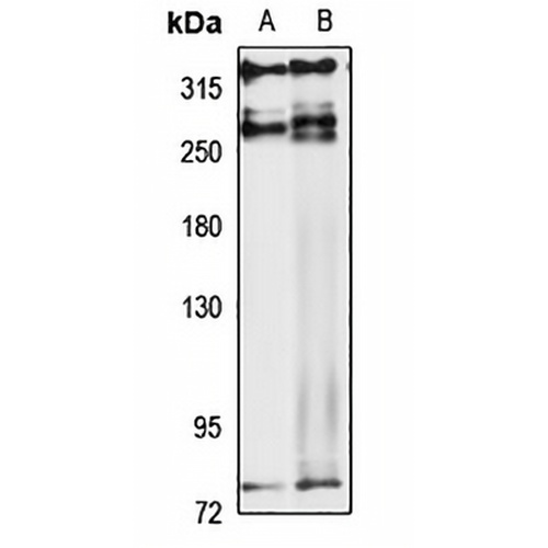 RIF1 Rabbit Polyclonal Antibody