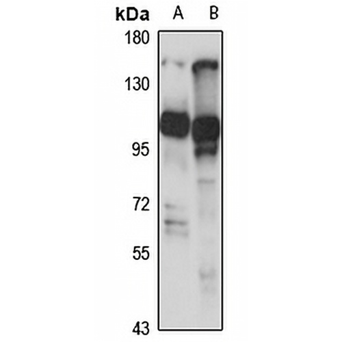 Rim2 Rabbit Polyclonal Antibody