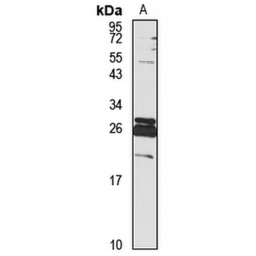 Relaxin 1 Rabbit Polyclonal Antibody