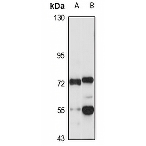 RMI1 Rabbit Polyclonal Antibody