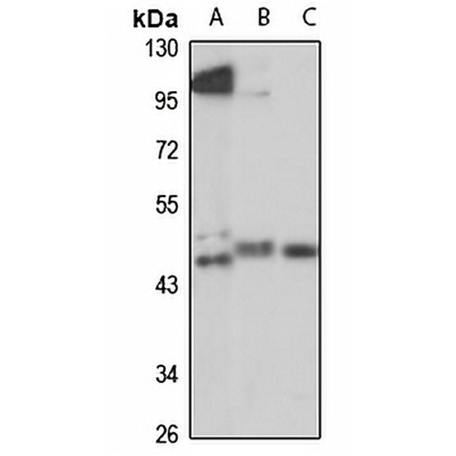 RMND5A Rabbit Polyclonal Antibody