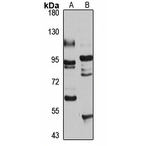 RNF10 Rabbit Polyclonal Antibody