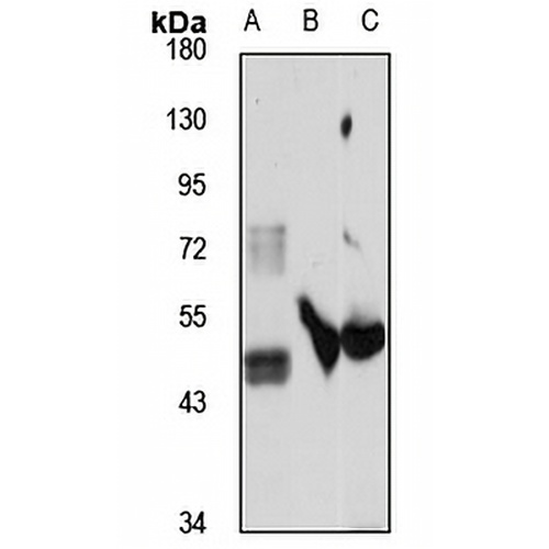 RNF149 Rabbit Polyclonal Antibody