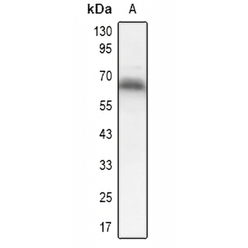 Dorfin Rabbit Polyclonal Antibody