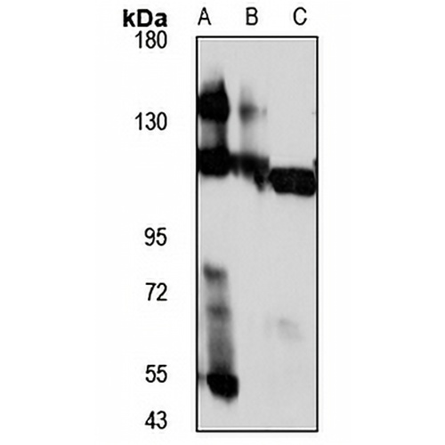 RNF20 Rabbit Polyclonal Antibody