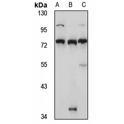 RNF220 Rabbit Polyclonal Antibody