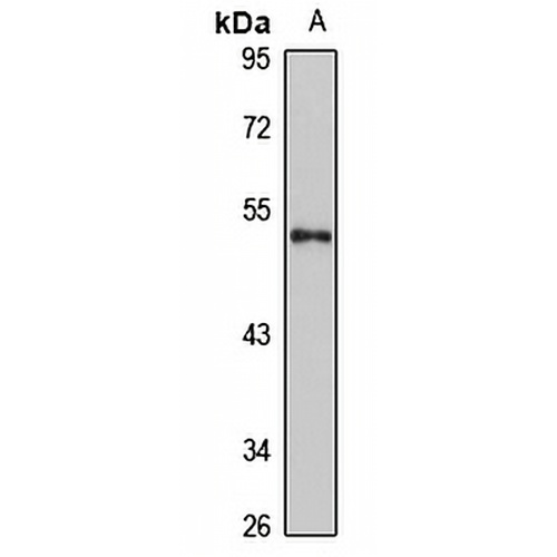 RNMTL1 Rabbit Polyclonal Antibody