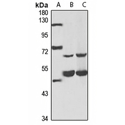 RNPC3 Rabbit Polyclonal Antibody