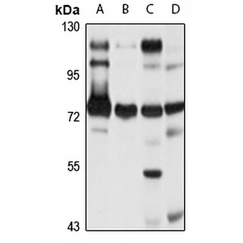 Aminopeptidase B Rabbit Polyclonal Antibody