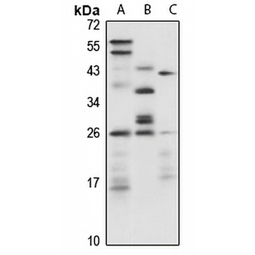 RPE Rabbit Polyclonal Antibody