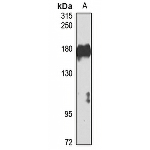 RPGRIP1 Rabbit Polyclonal Antibody